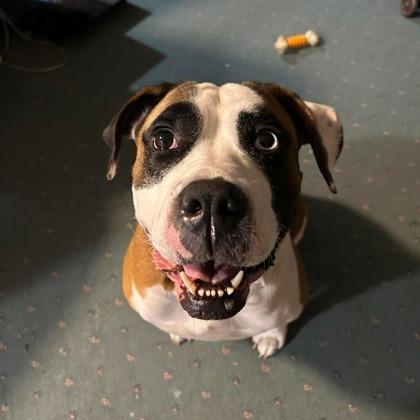 Georgia, a Adoptable mixed breed in DeKalb, IL image 2/3