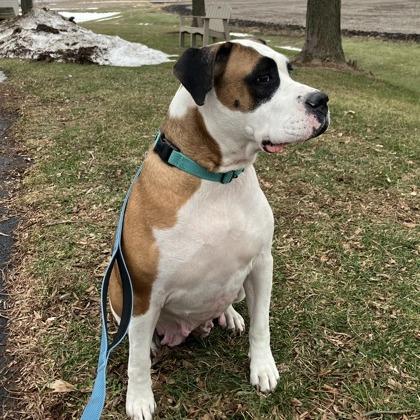 Georgia, a Adoptable mixed breed in DeKalb, IL image 3/3