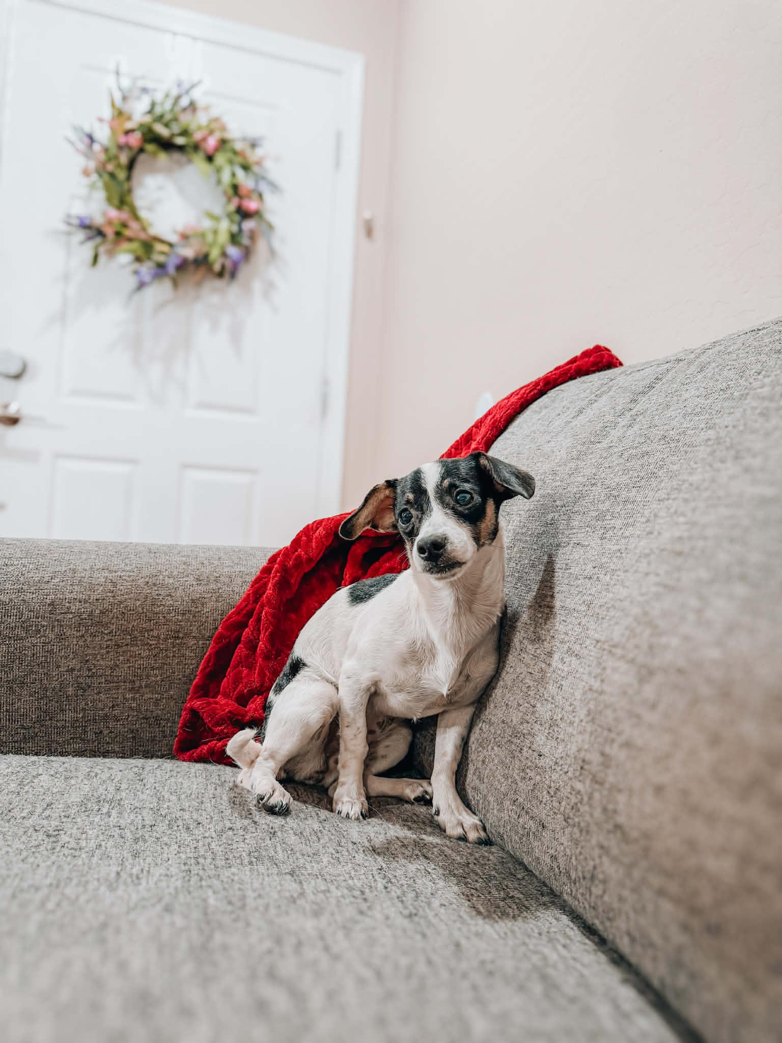 Enlarge Beatrice, a Adoptable Jack Russell Terrier in Goodyear, AZ image 1/1