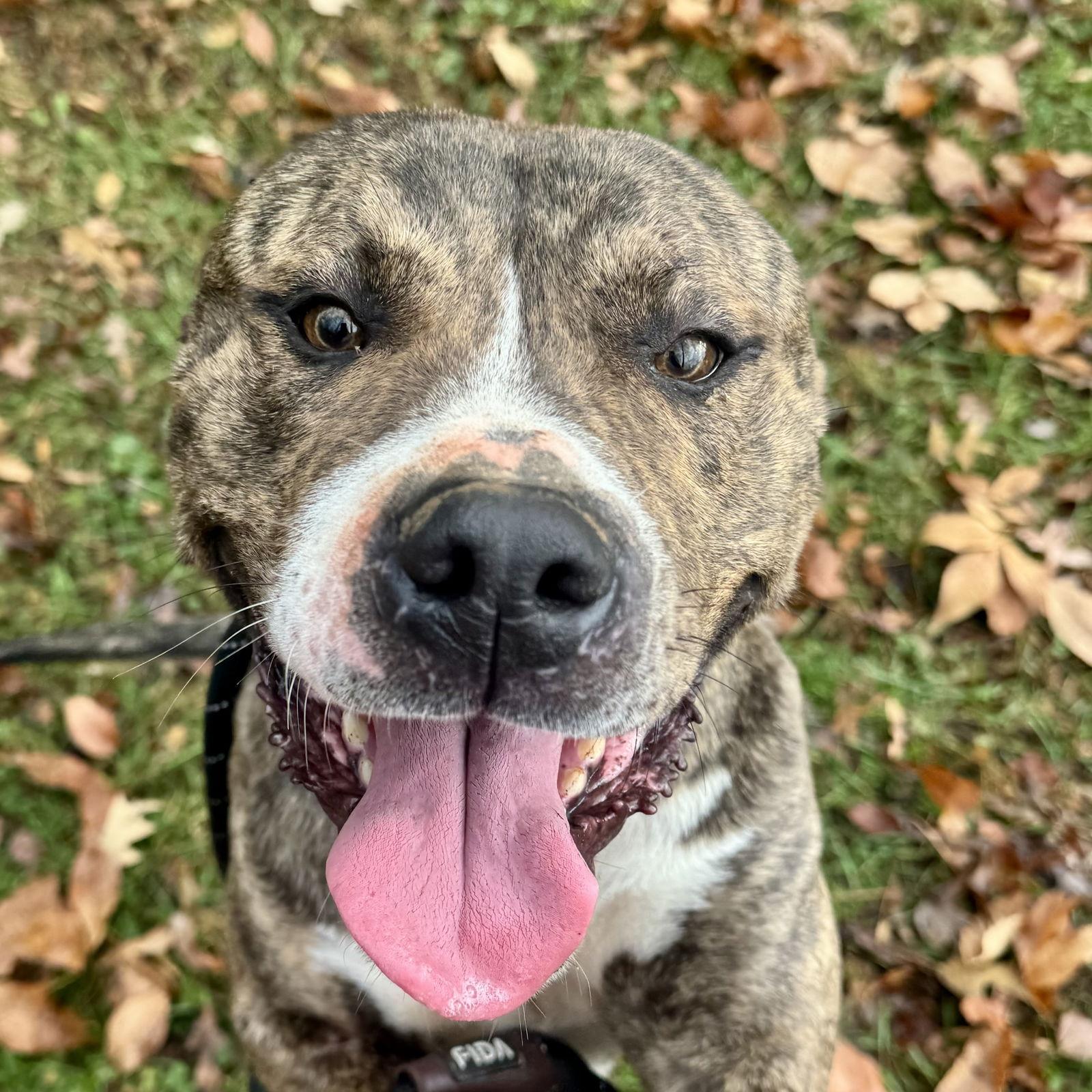 Tigger, Adoptable, Young Male Staffordshire Bull Terrier.