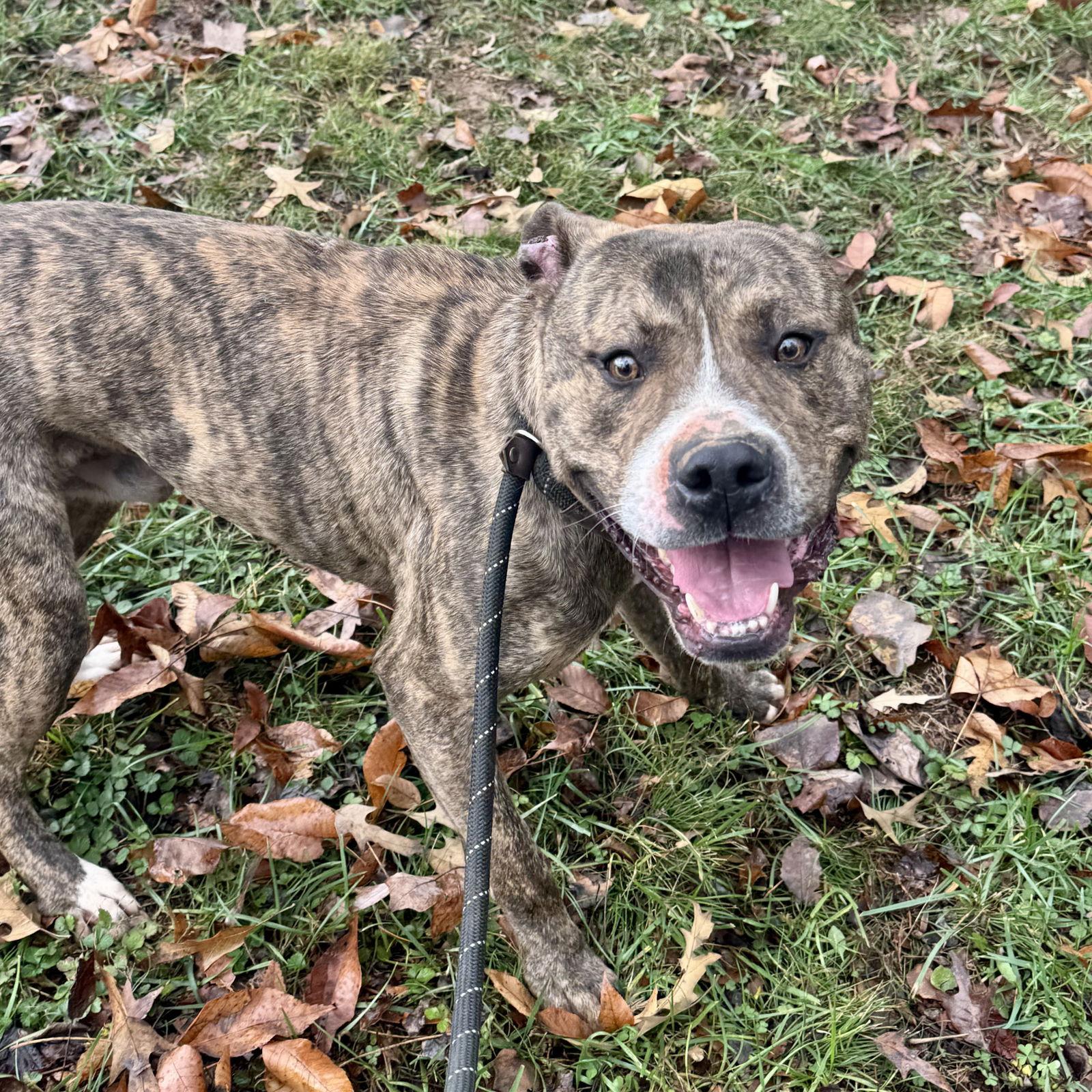 Enlarge Tigger, a Adoptable Staffordshire Bull Terrier in Sparta, TN image 2/2