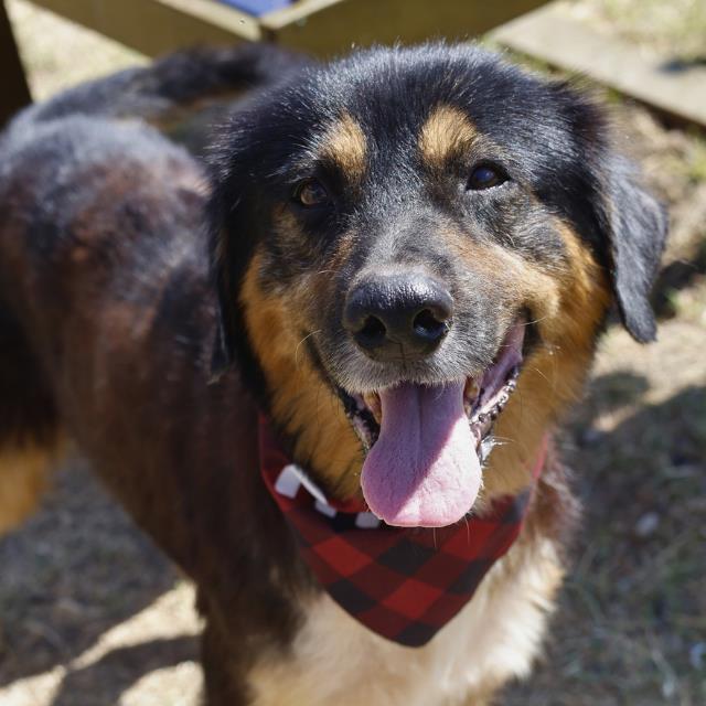 Enlarge Charlie, an adopted mixed breed in Seabrook, NH image 2/2