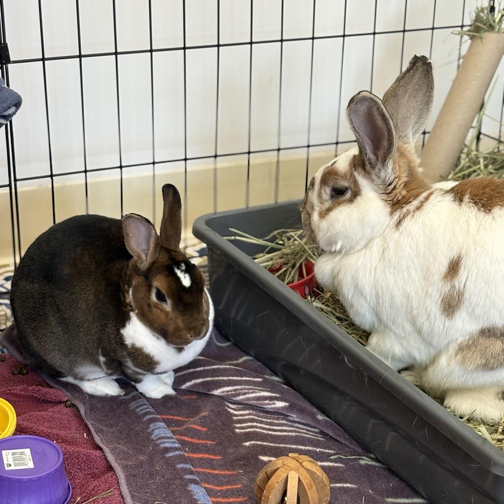 Enlarge Mocha, a Adoptable mixed breed in Bedford, NH image 1/4