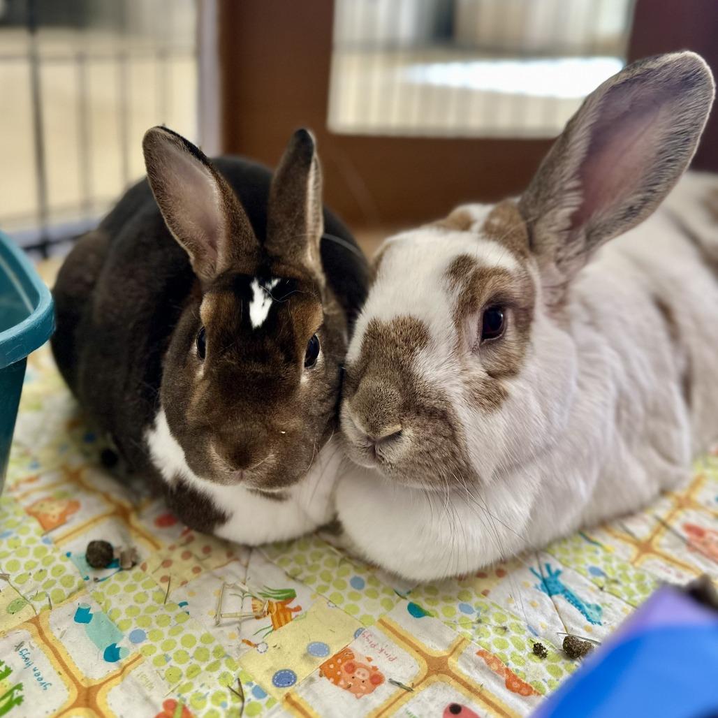 Mocha, a Adoptable mixed breed in Bedford, NH image 2/6