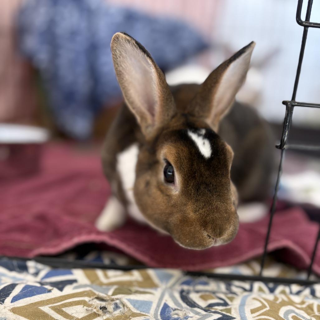 Enlarge Mocha, a Adoptable mixed breed in Bedford, NH image 2/4