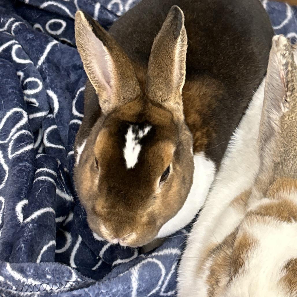 Enlarge Mocha, a Adoptable mixed breed in Bedford, NH image 3/4