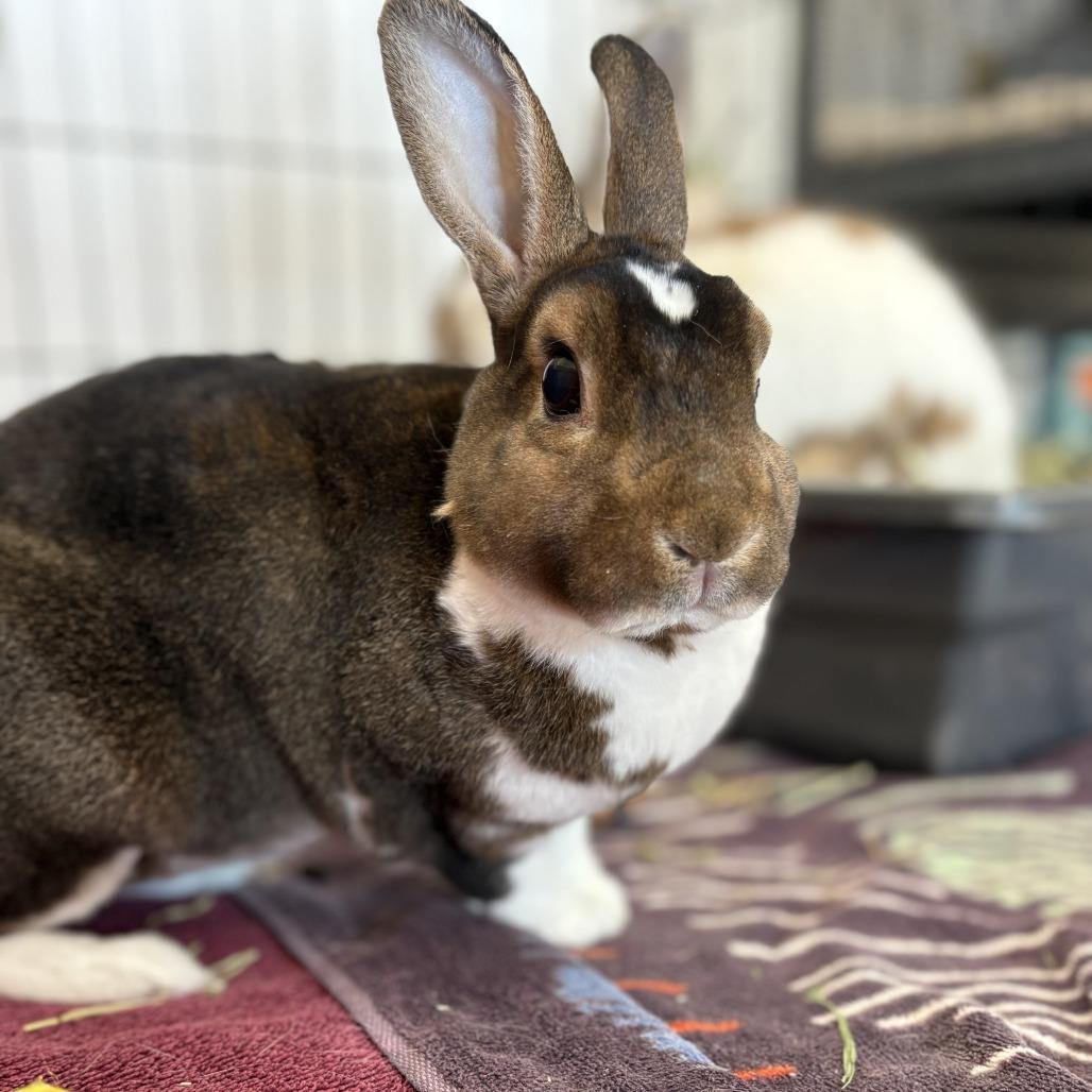 Enlarge Mocha, a Adoptable mixed breed in Bedford, NH image 4/4