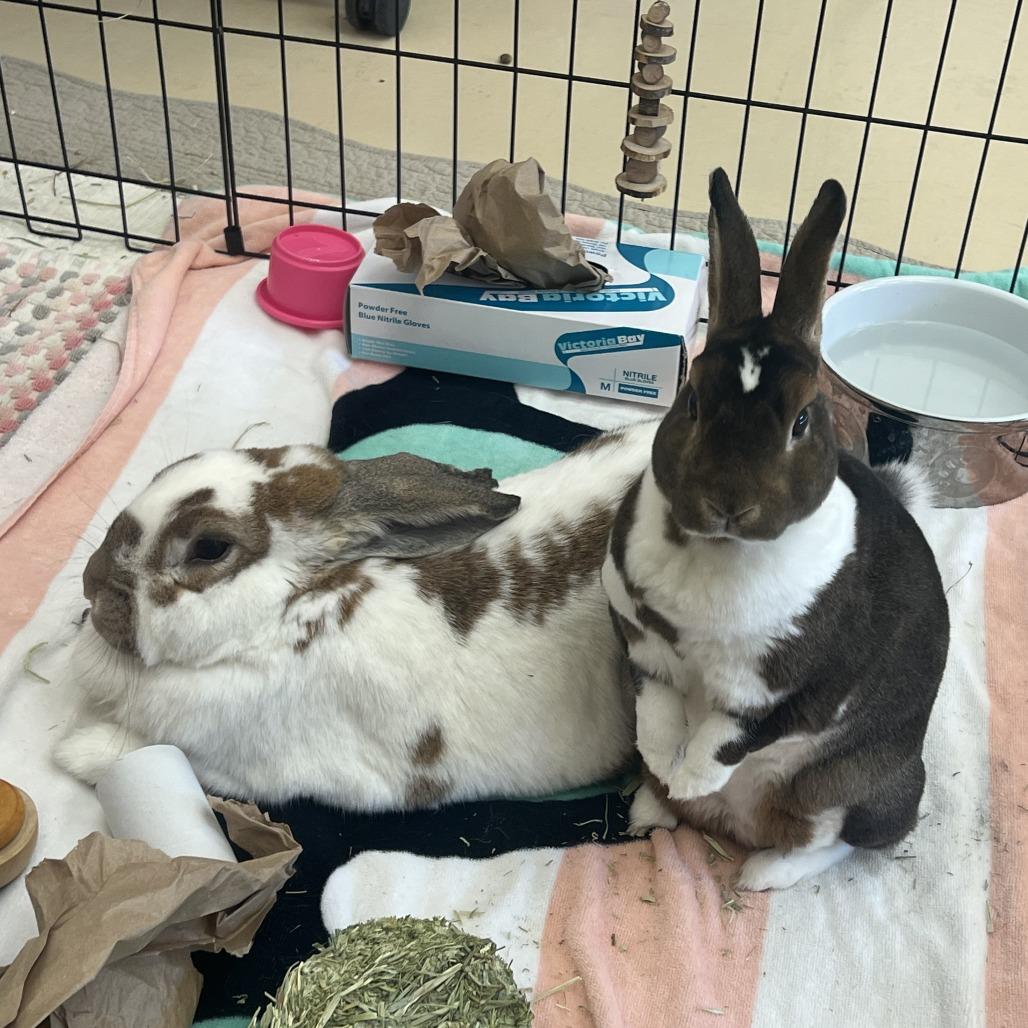 Mocha, a Adoptable mixed breed in Bedford, NH image 6/6