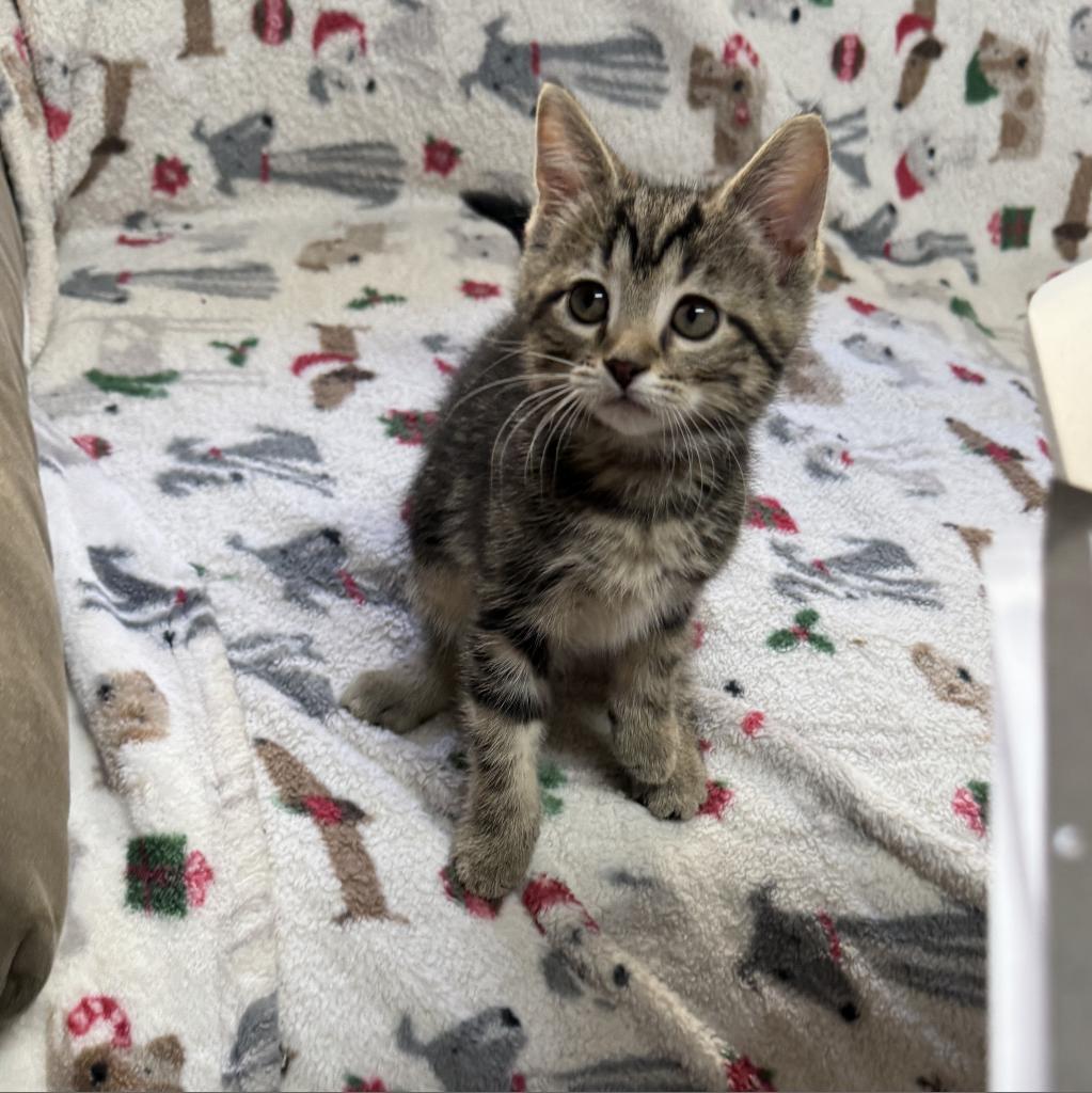 Enlarge Monica, a Adoptable Domestic Short Hair in Southington, CT image 2/3