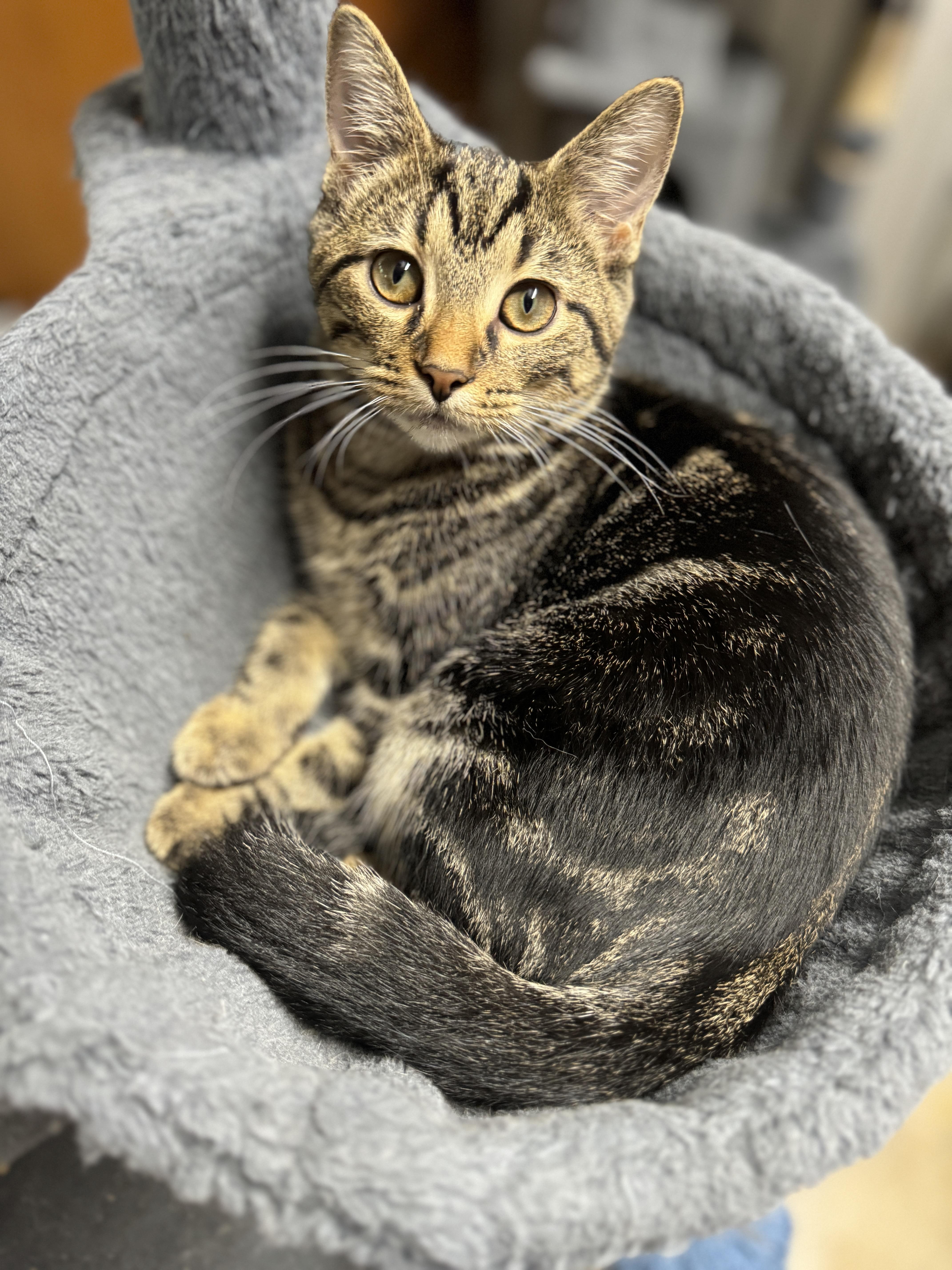 Enlarge Monica, a Adoptable Domestic Short Hair in Southington, CT image 3/3