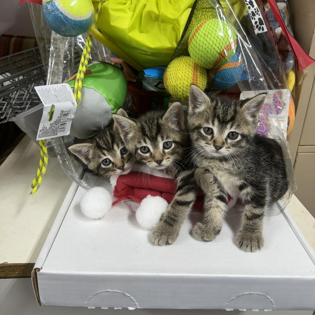 Enlarge Monica, a Adoptable Domestic Short Hair in Southington, CT image 3/3