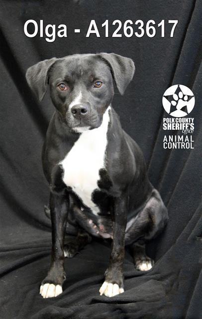 OLGA, Adoptable, Young Female American Bulldog & Mixed Breed.