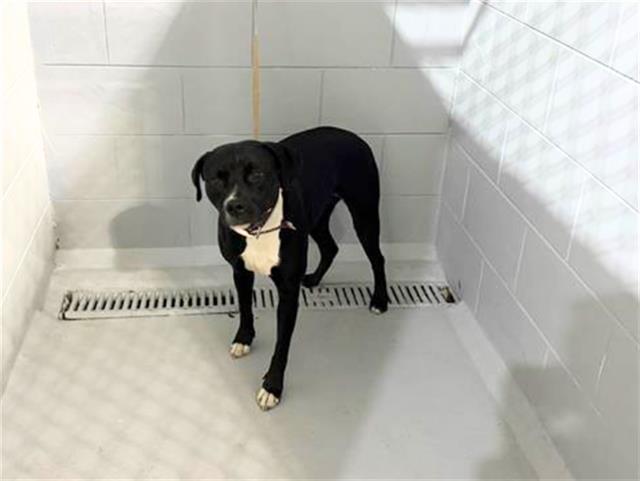 OLGA, Adoptable, Young Female American Bulldog & Mixed Breed.