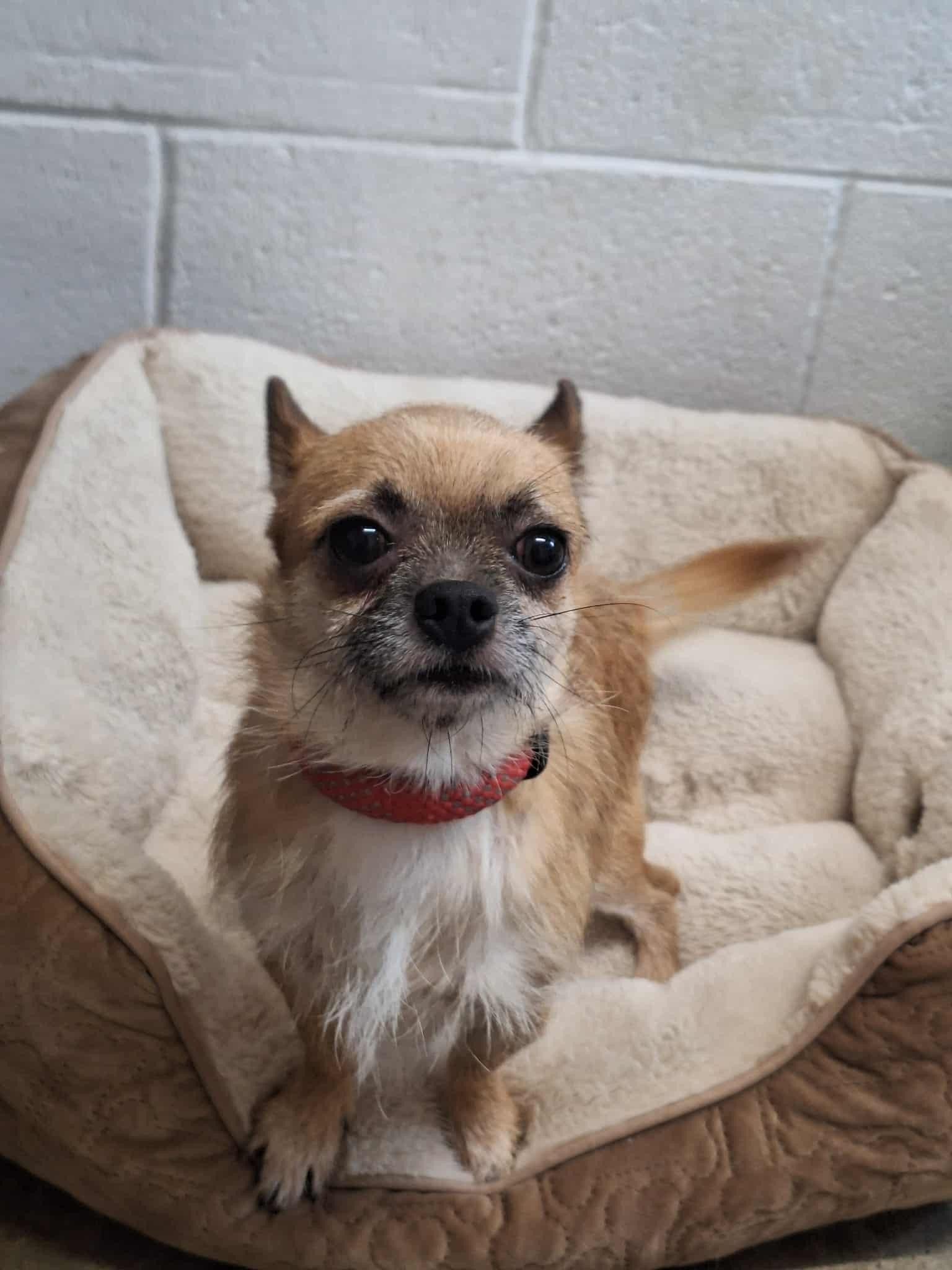 Jethro, adopted, Young Male Chihuahua.
