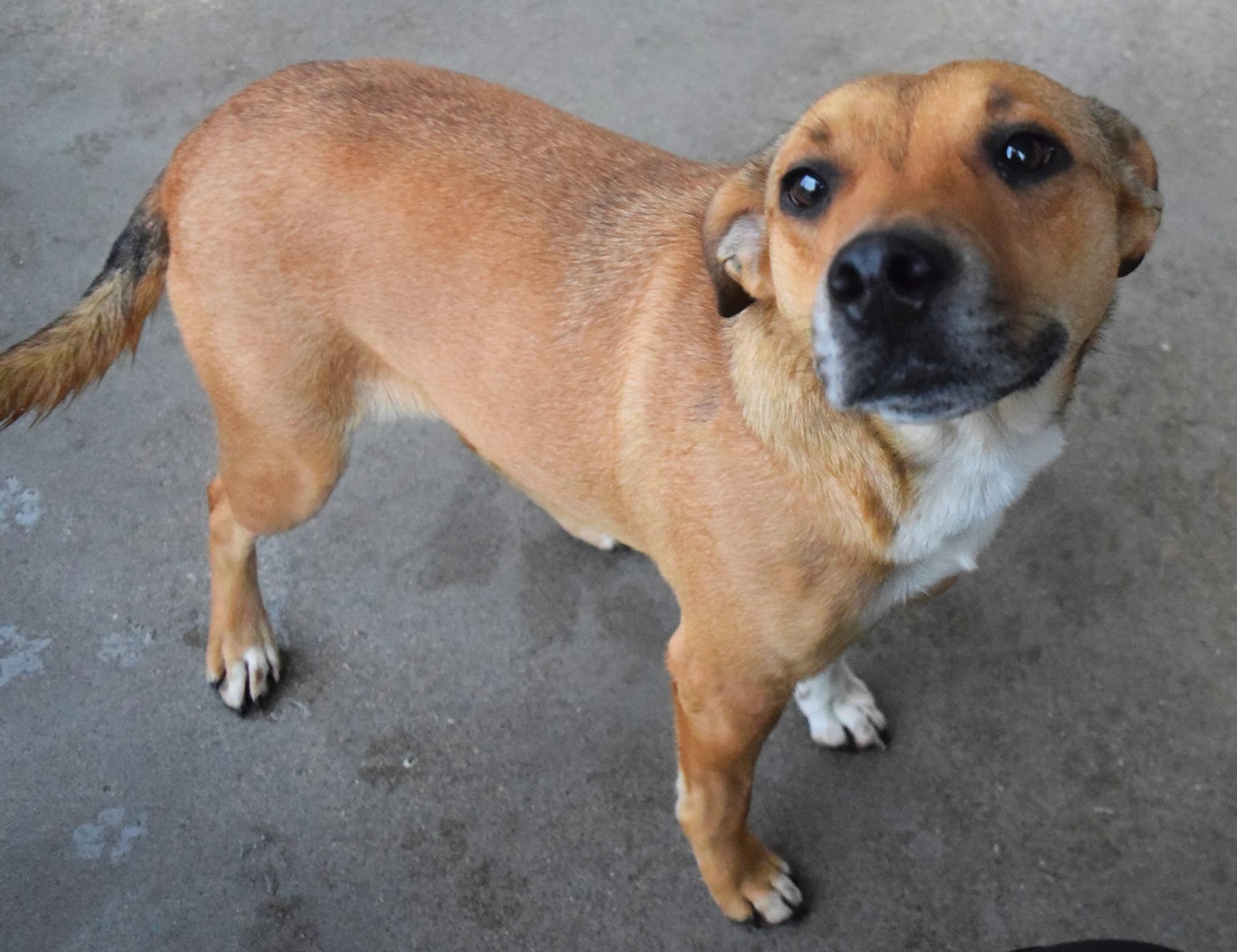 22385, ADOPTABLE, Adult Female Black Mouth Cur.