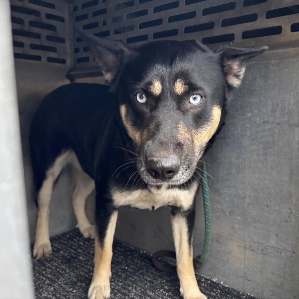 Nova, Adoptable, Puppy Female Husky & Mixed Breed.