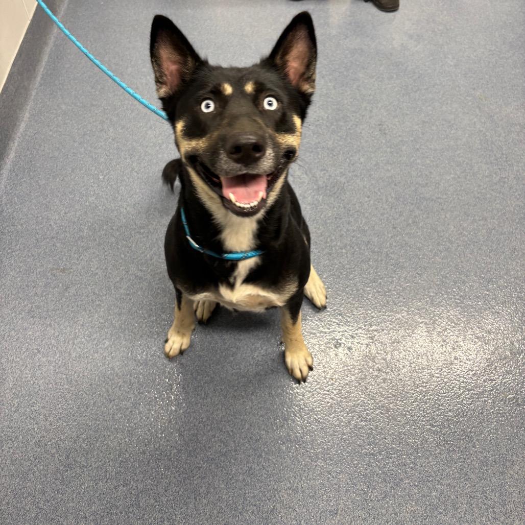 Enlarge Nova, a Adoptable mixed breed in St Joseph, MO image 2/2