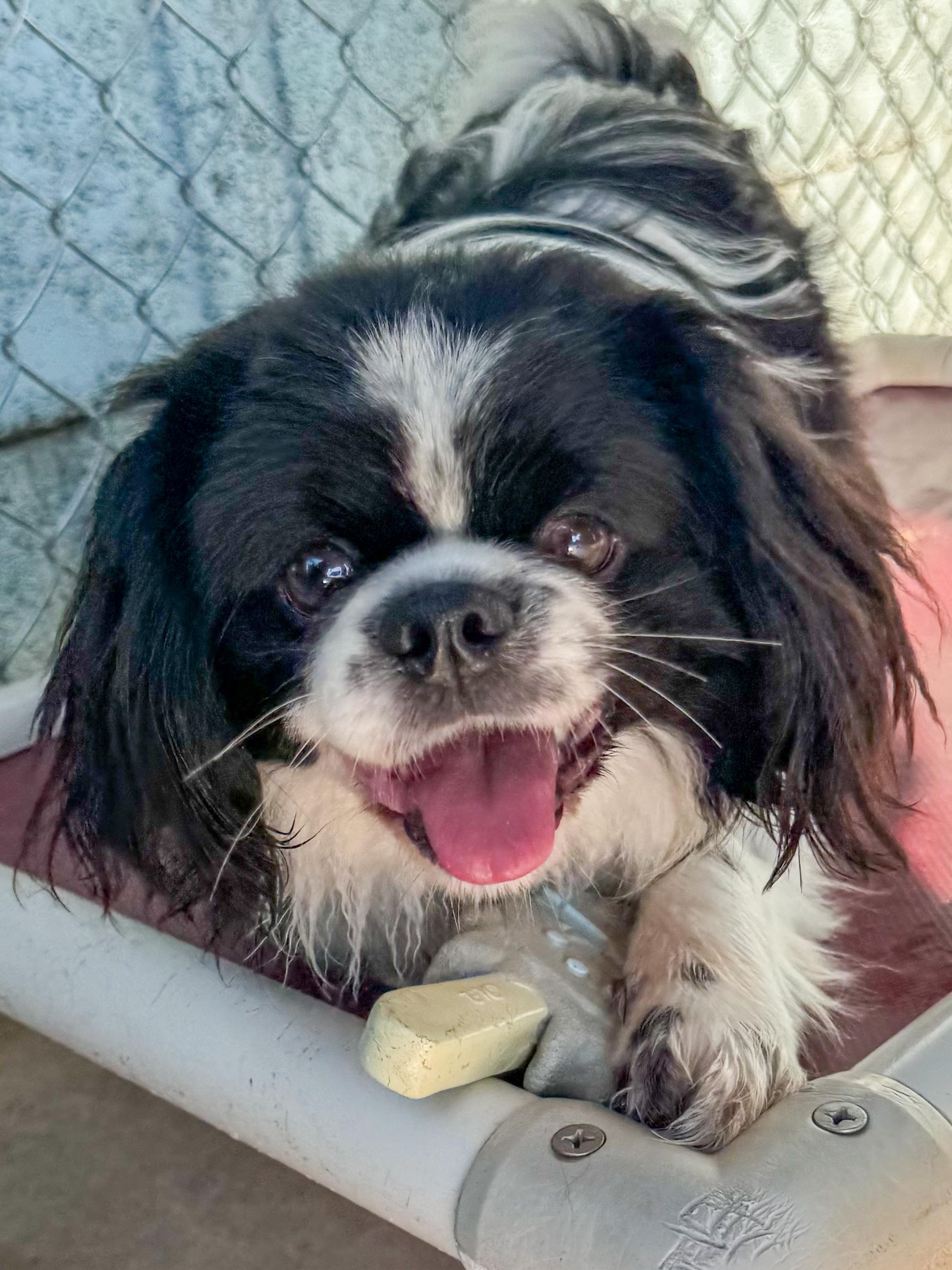 KOBE, Adoptable, Adult Male Pekingese & Spaniel.