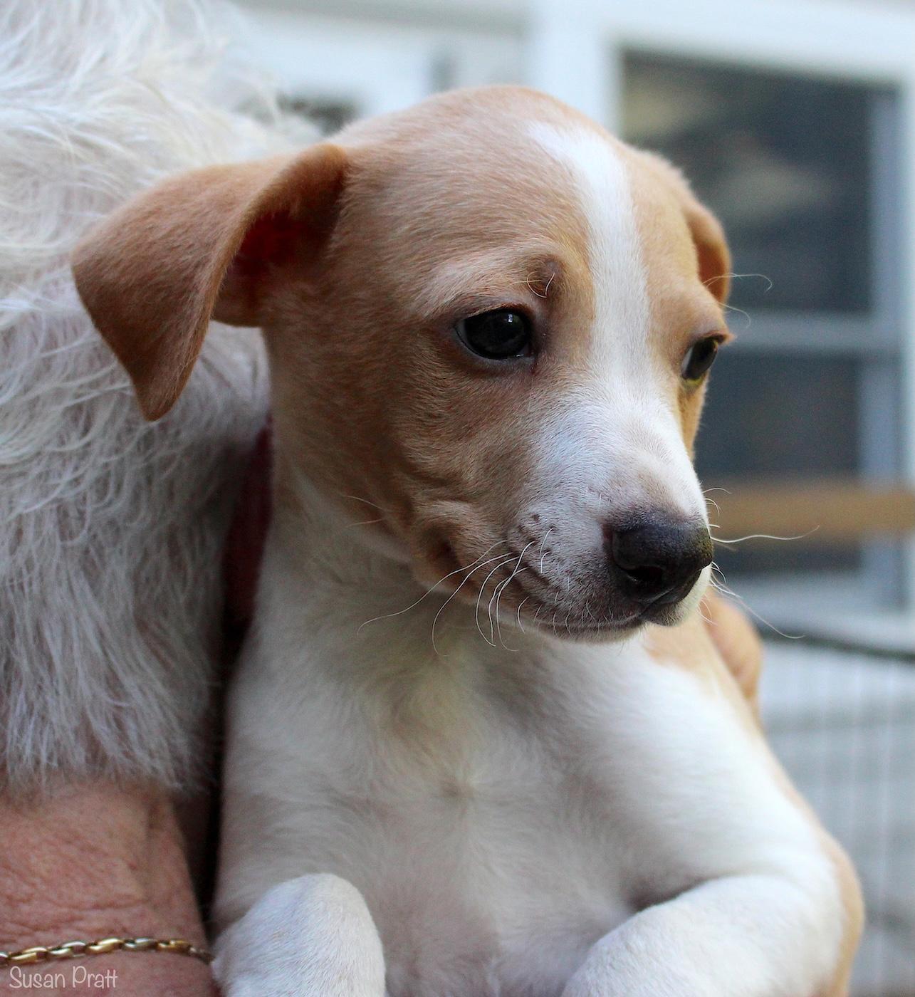 Samwell, a ADOPTABLE mixed breed in Bedford, VA image 1/6