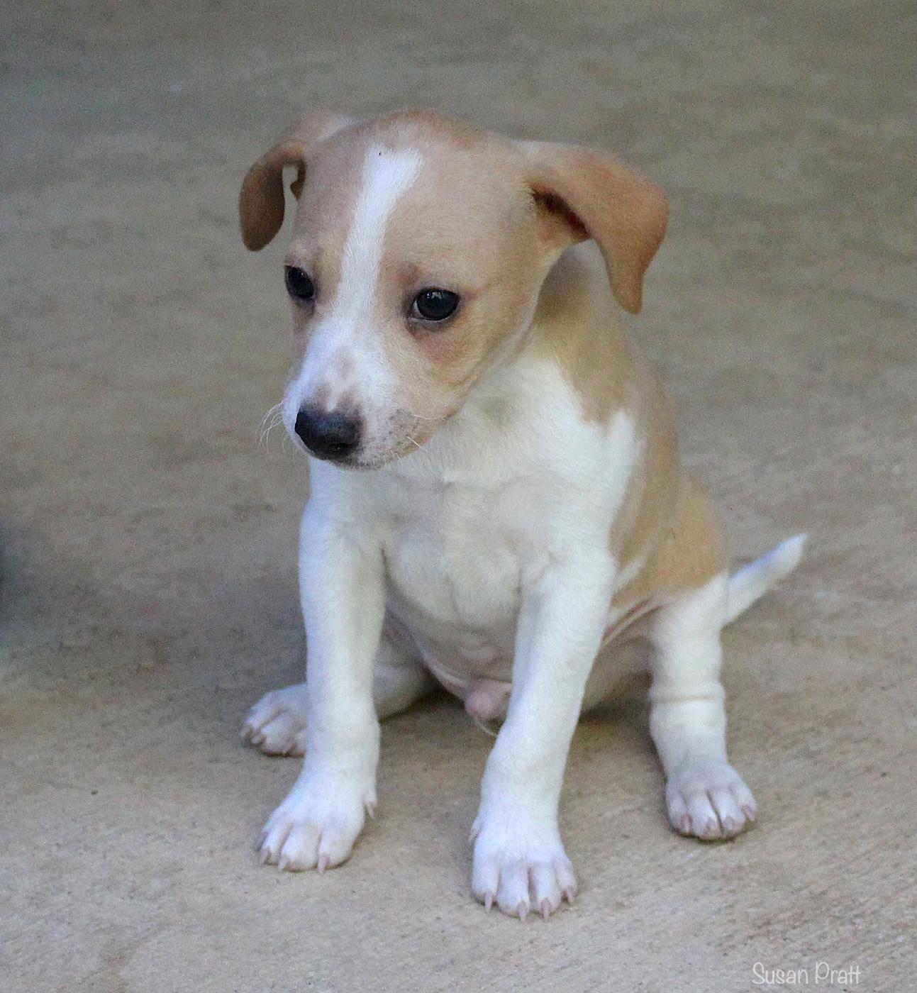 Samwell, a ADOPTABLE mixed breed in Bedford, VA image 6/6