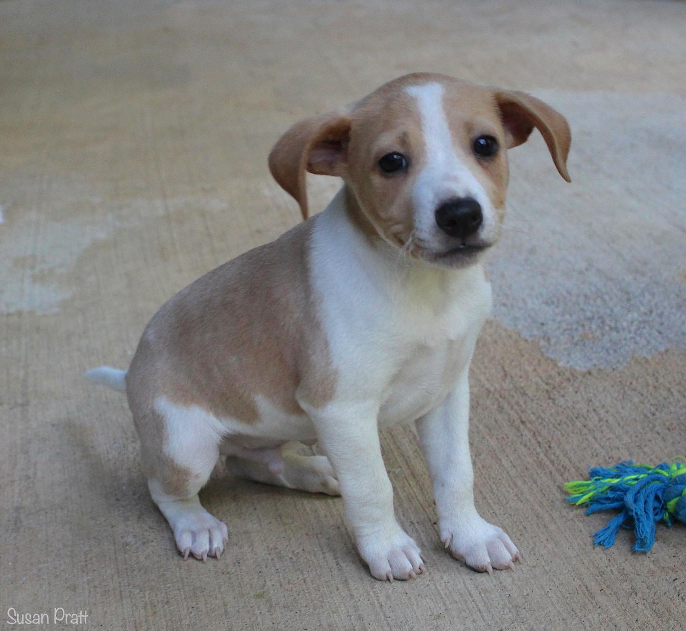 Samwell, a ADOPTABLE mixed breed in Bedford, VA image 4/6