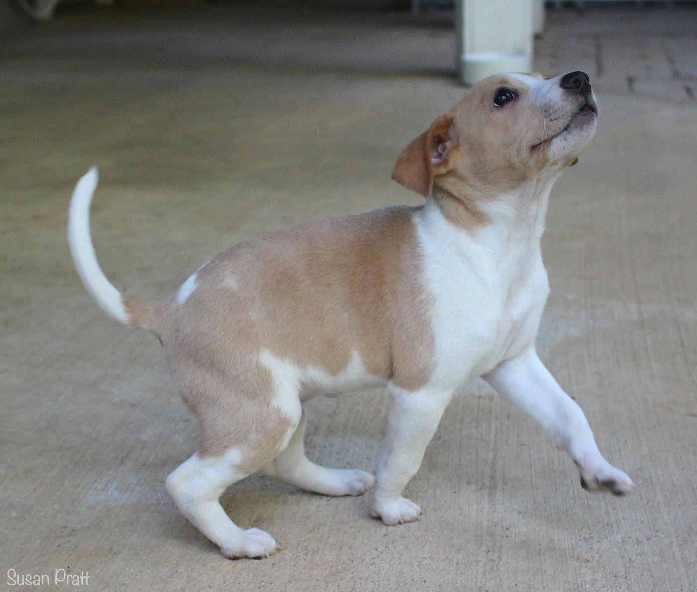 Samwell, a ADOPTABLE mixed breed in Bedford, VA image 3/6