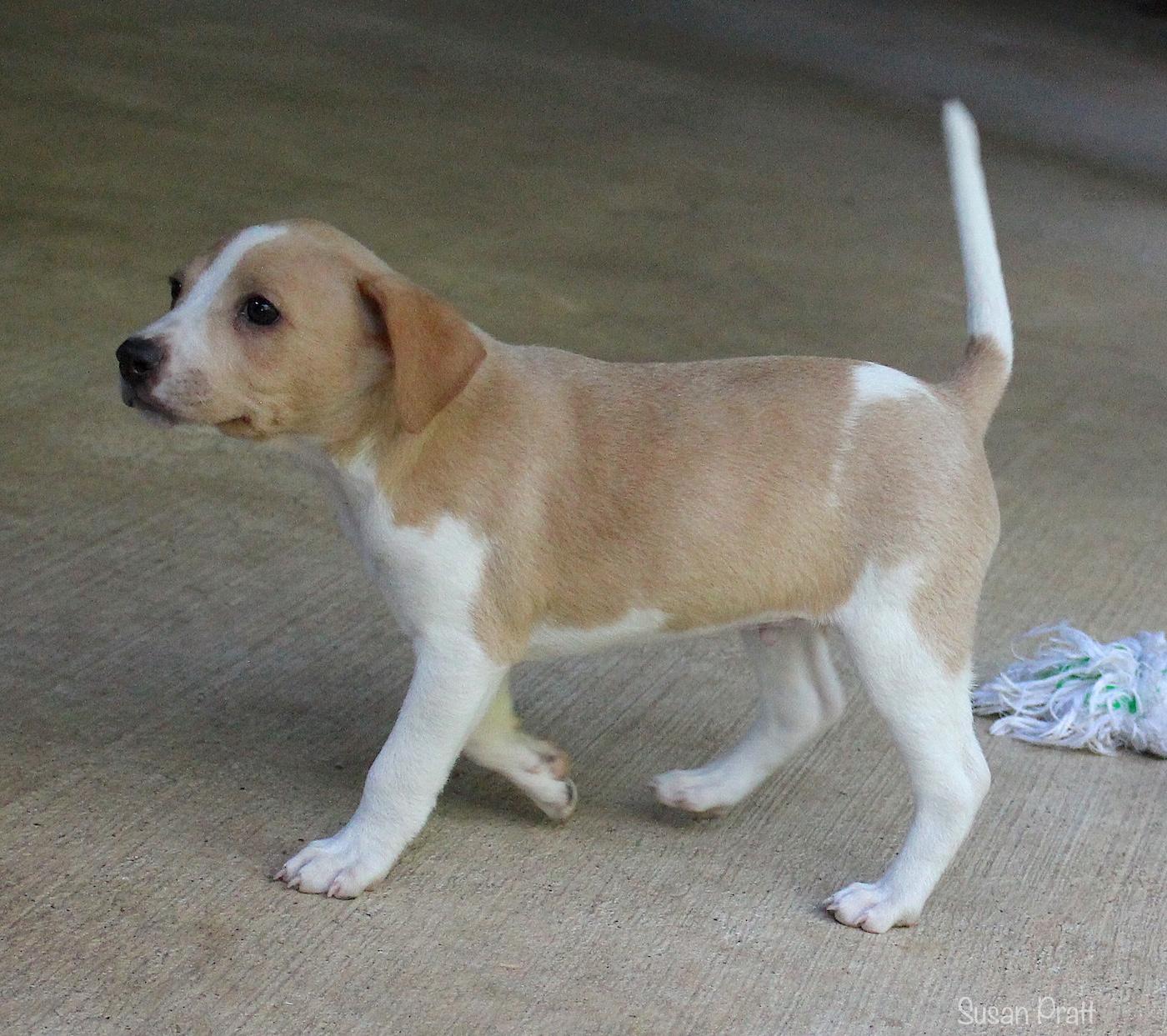 Samwell, a ADOPTABLE mixed breed in Bedford, VA image 5/6