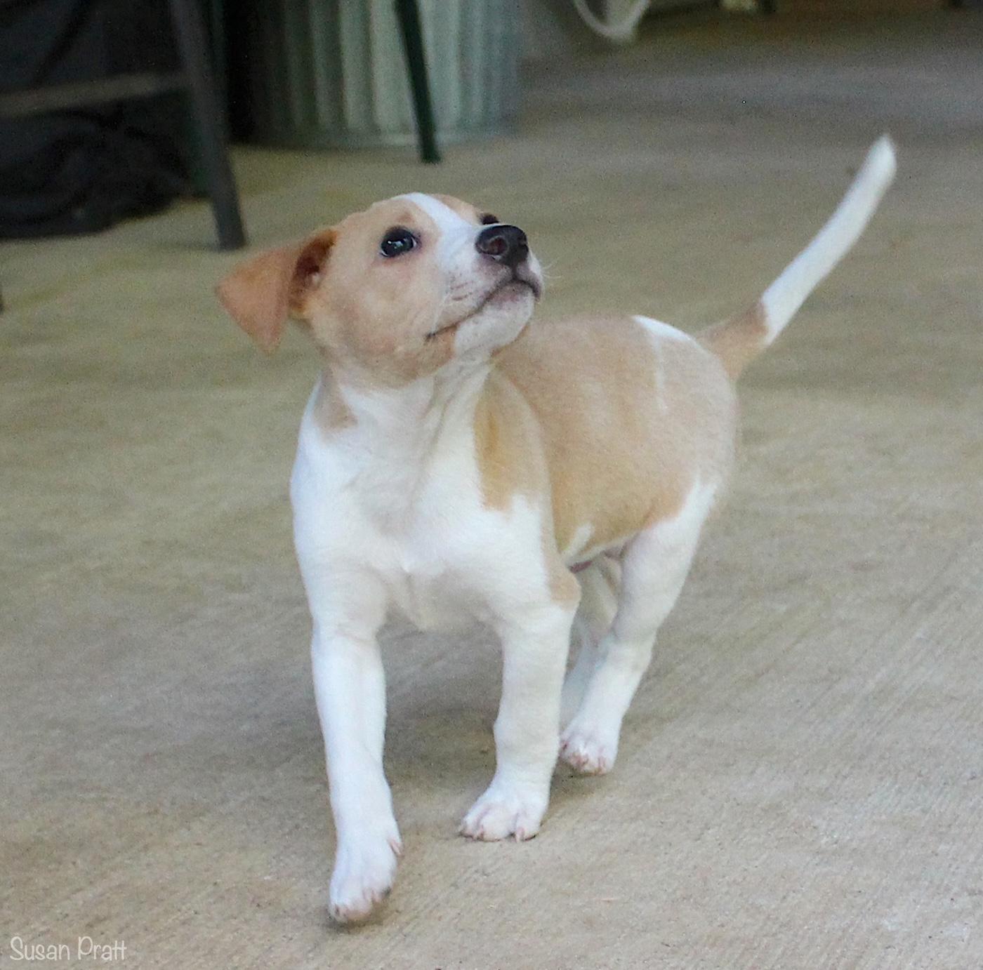 Samwell, a ADOPTABLE mixed breed in Bedford, VA image 2/6