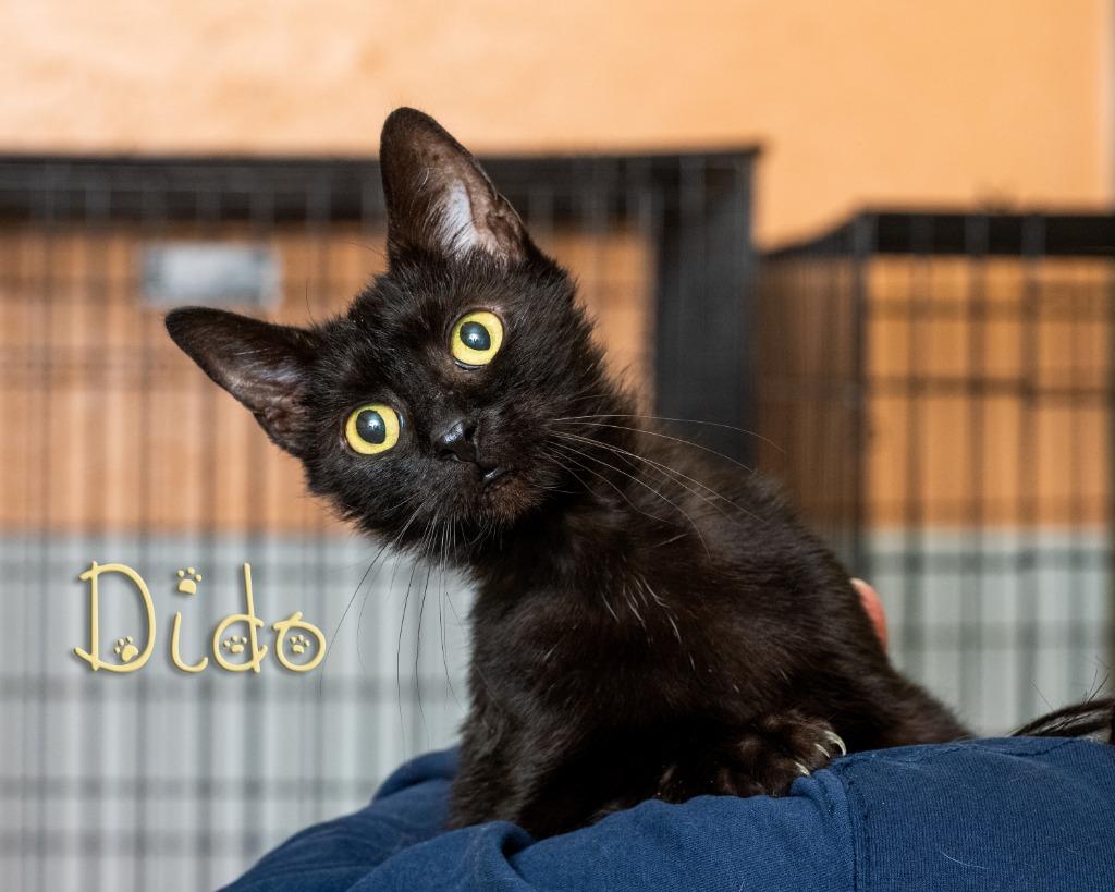 Dido, ADOPTABLE, Adult Female Domestic Short Hair.