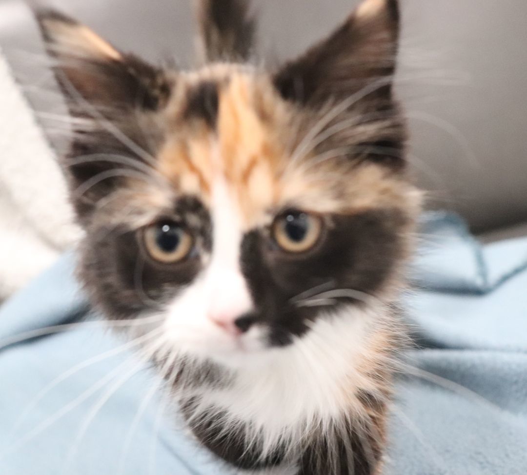 Farfalle, Adopted, Kitten Female Domestic Long Hair.