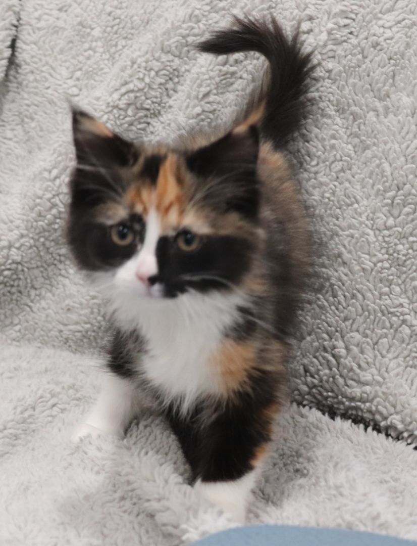 Enlarge Farfalle, a Adopted Domestic Long Hair in Vaudreuil-Dorion, QC image 2/6