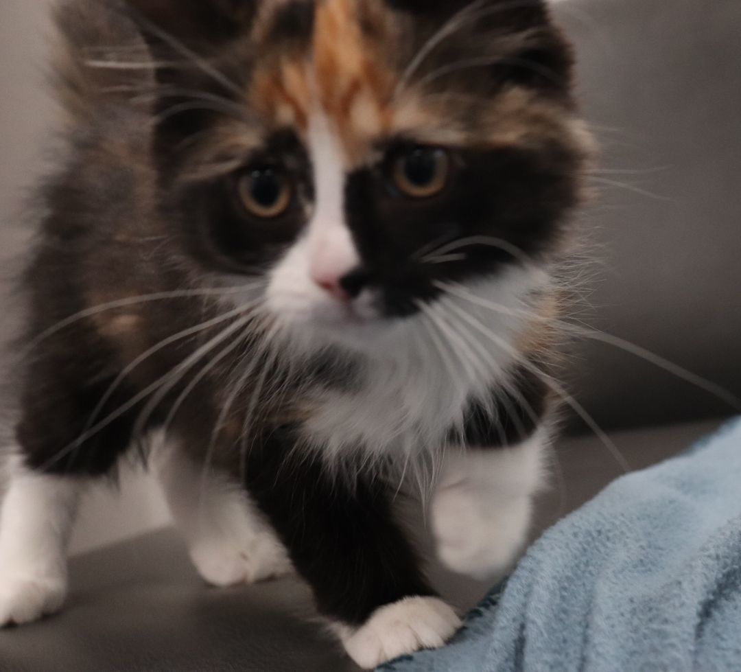 Enlarge Farfalle, a Adopted Domestic Long Hair in Vaudreuil-Dorion, QC image 3/6