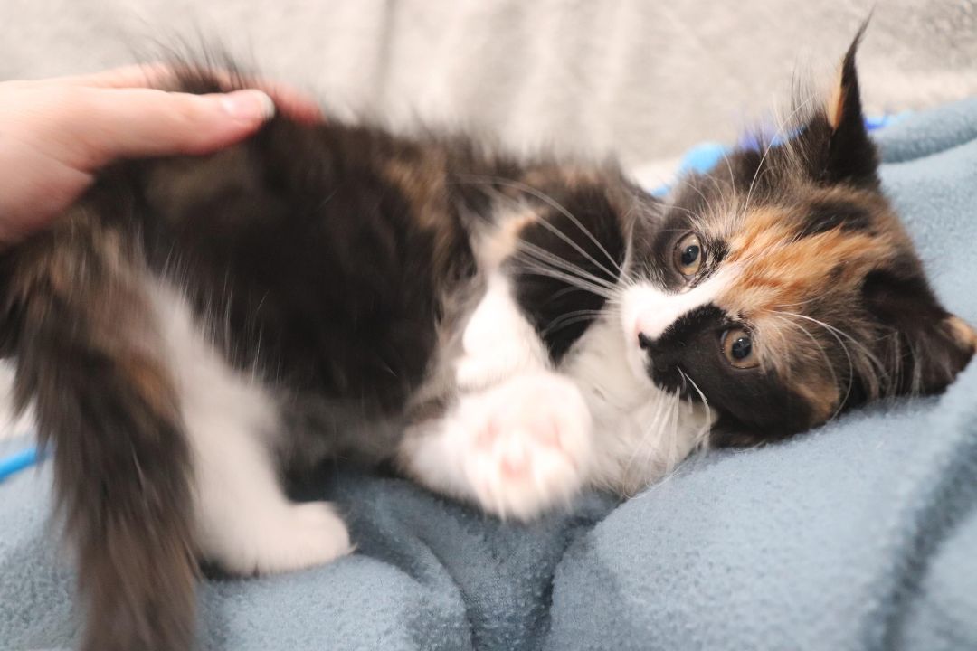 Enlarge Farfalle, a Adopted Domestic Long Hair in Vaudreuil-Dorion, QC image 4/6