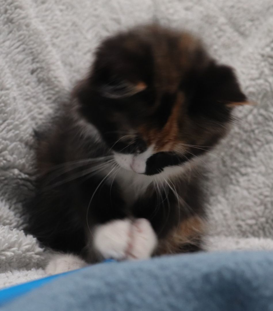 Enlarge Farfalle, a Adopted Domestic Long Hair in Vaudreuil-Dorion, QC image 5/6