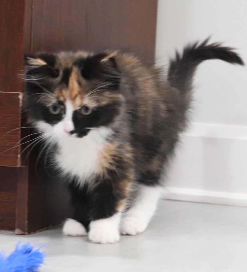 Enlarge Farfalle, a Adopted Domestic Long Hair in Vaudreuil-Dorion, QC image 6/6