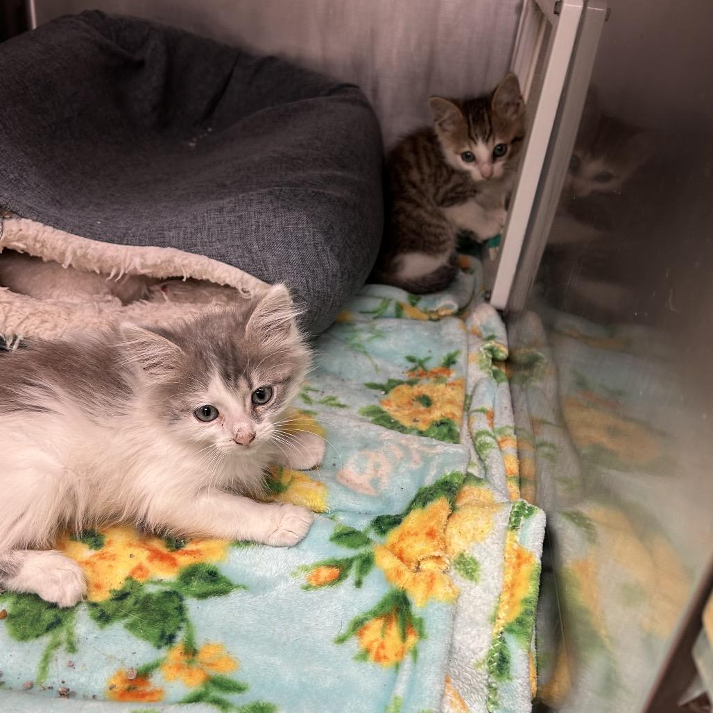CHICKARENA, Adoptable, Kitten Female Domestic Medium Hair.