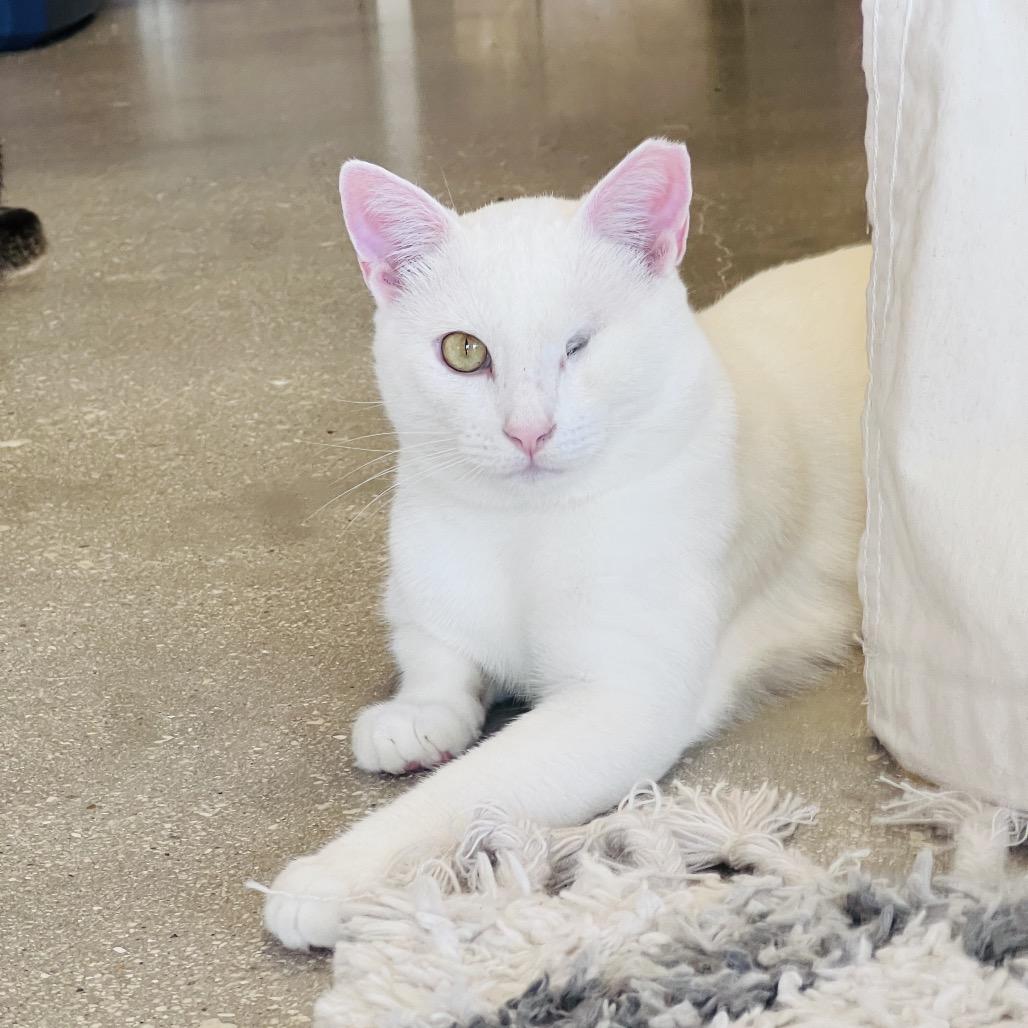 Zev, Adoptable, Adult Male Domestic Short Hair.