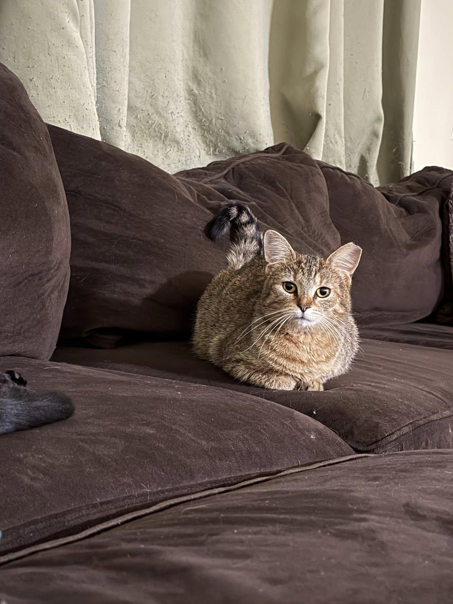 Evermore, a ADOPTABLE Domestic Short Hair in Cleveland, OH image 4/4