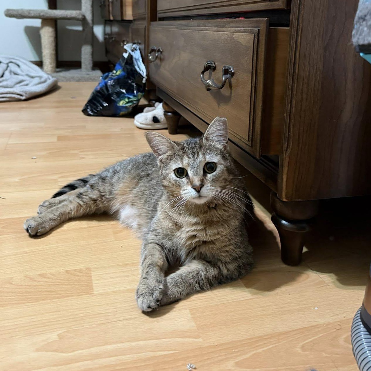 Evermore, a ADOPTABLE Domestic Short Hair in Cleveland, OH image 1/4