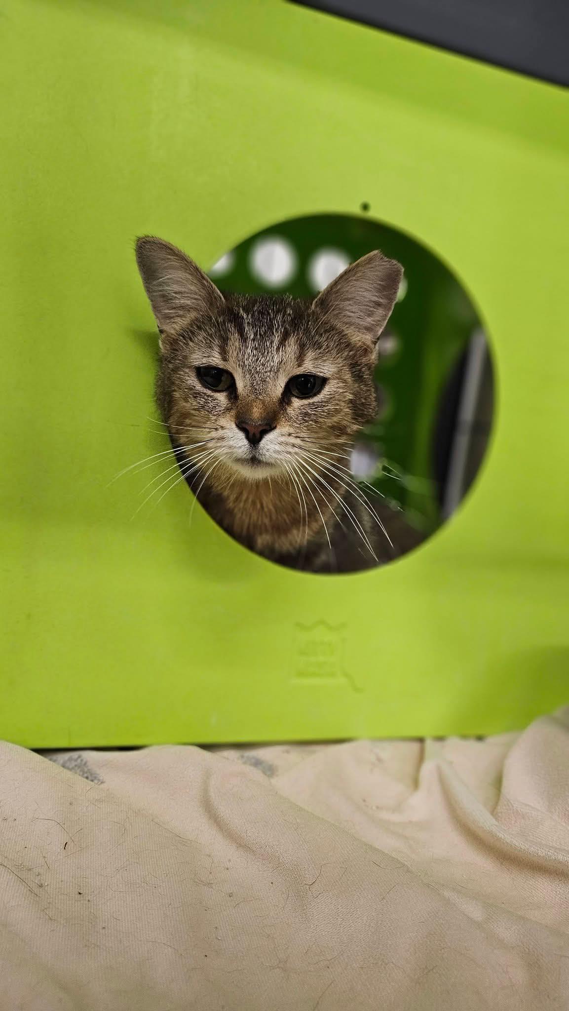Evermore, a ADOPTABLE Domestic Short Hair in Cleveland, OH image 3/4