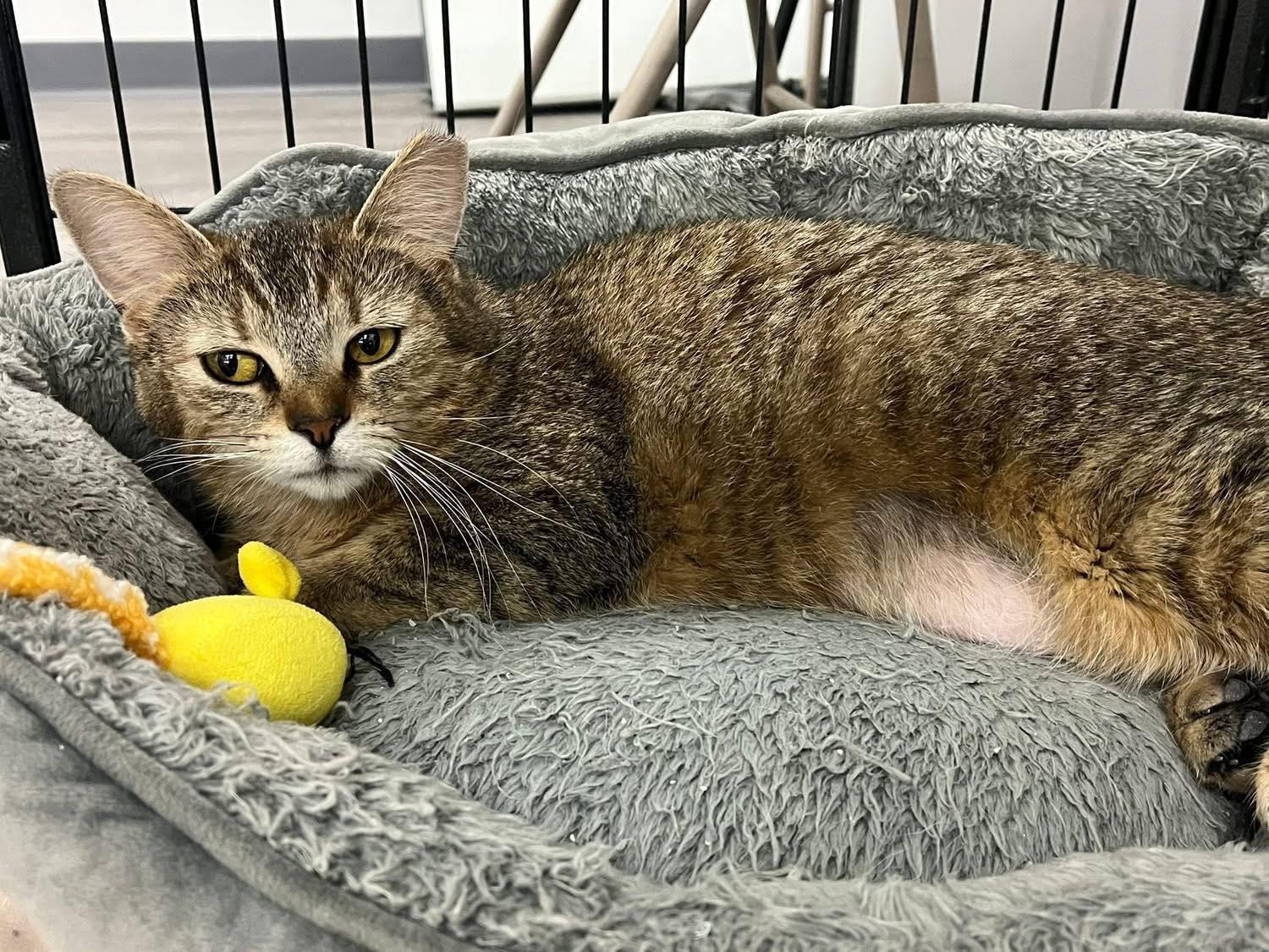 Evermore, a ADOPTABLE Domestic Short Hair in Cleveland, OH image 2/4