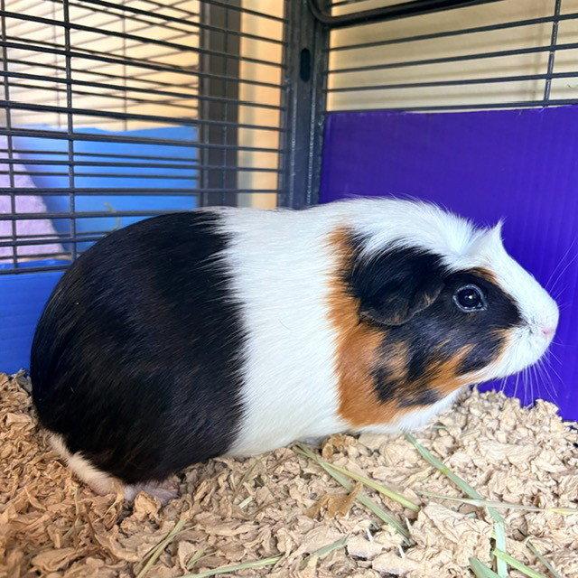 Mango & Tuna (F), Adoptable, Adult Female Guinea Pig.