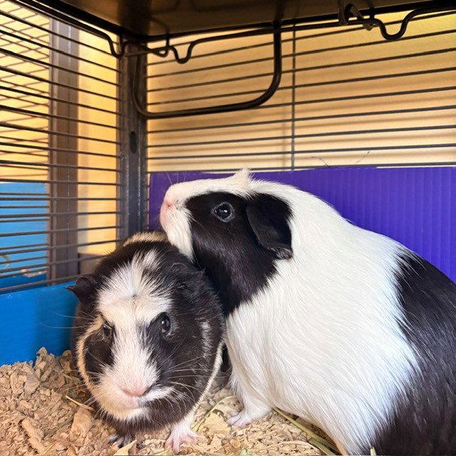 Mango & Tuna (F), a Adoptable Guinea Pig in Burlingame, CA image 2/3