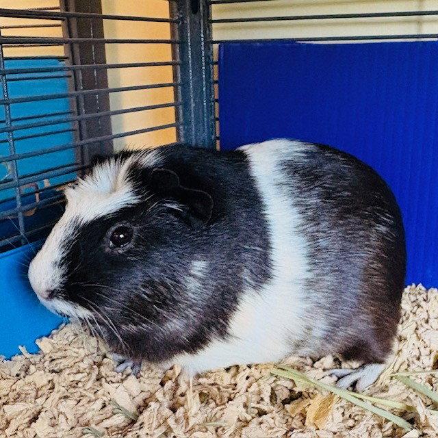 Mango & Tuna (F), a Adoptable Guinea Pig in Burlingame, CA image 3/3