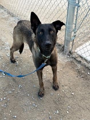 Anika, a Adoptable mixed breed in Fresno, CA image 1/2