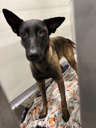 Anika, a Adoptable mixed breed in Fresno, CA image 2/2