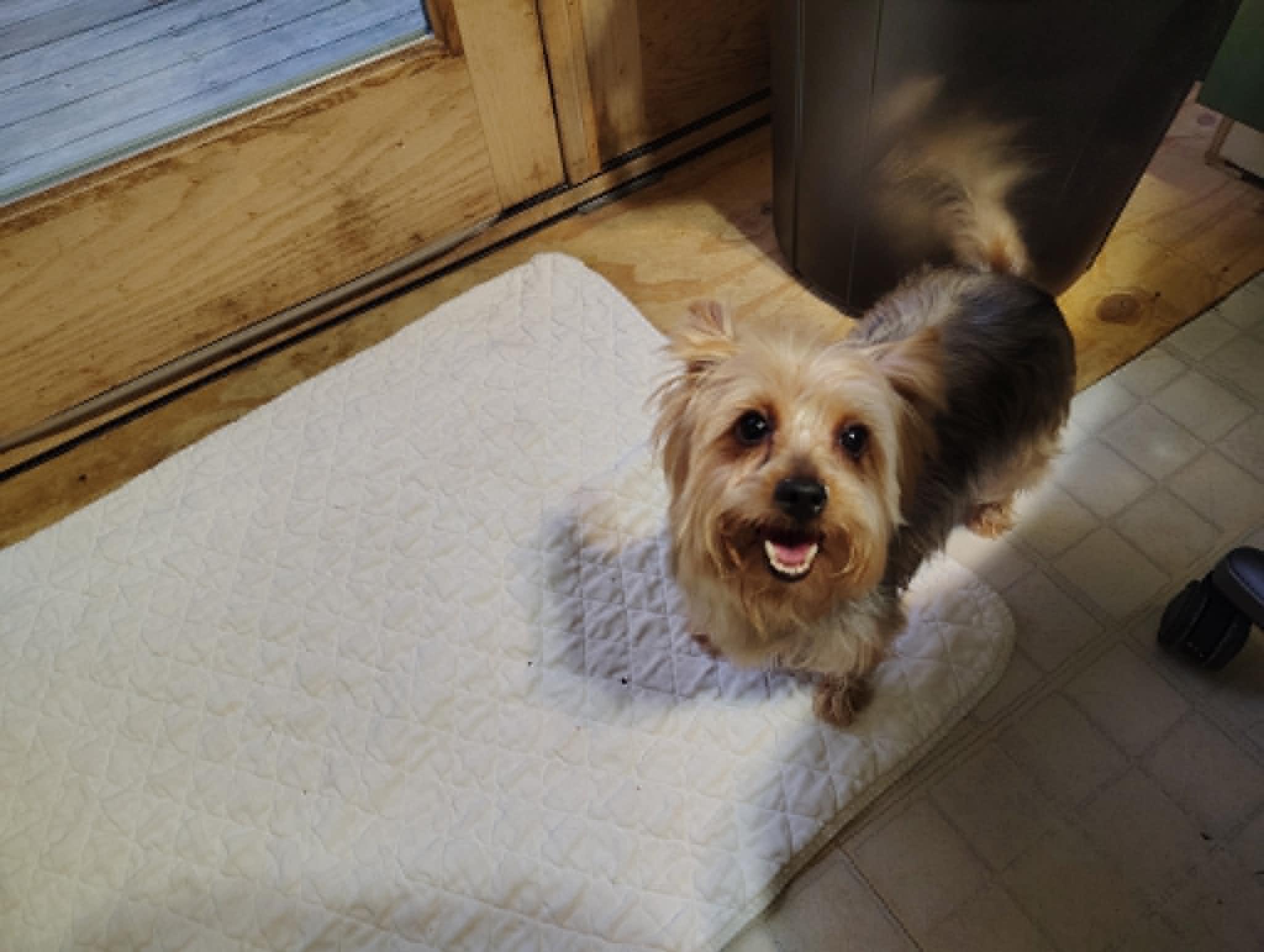 Courtesy Post - Bella Mae, ADOPTABLE, Adult Female Yorkshire Terrier.