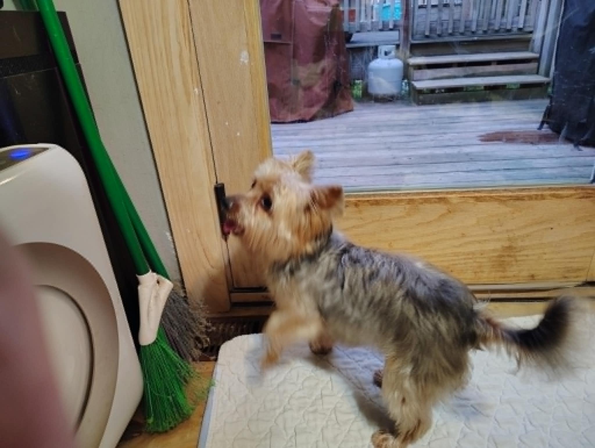 Enlarge Courtesy Post - Bella Mae, a ADOPTABLE Yorkshire Terrier in Vernon, CT image 2/2
