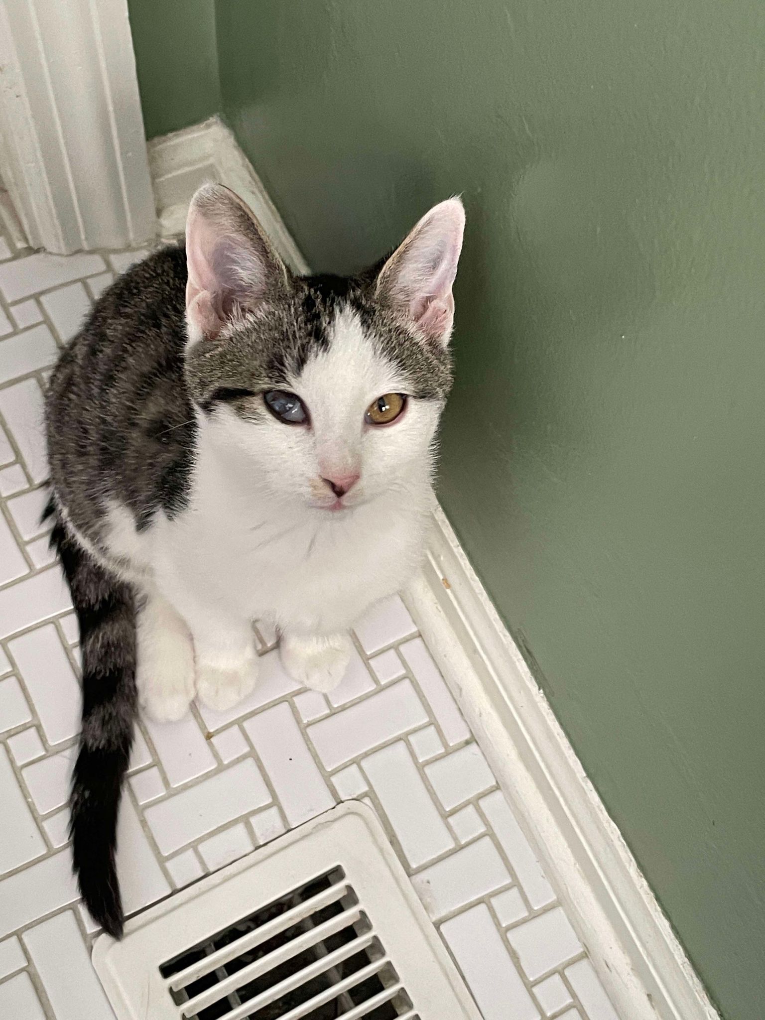 Cat for adoption Jelly Bean, a Domestic Short Hair in Lexington, KY