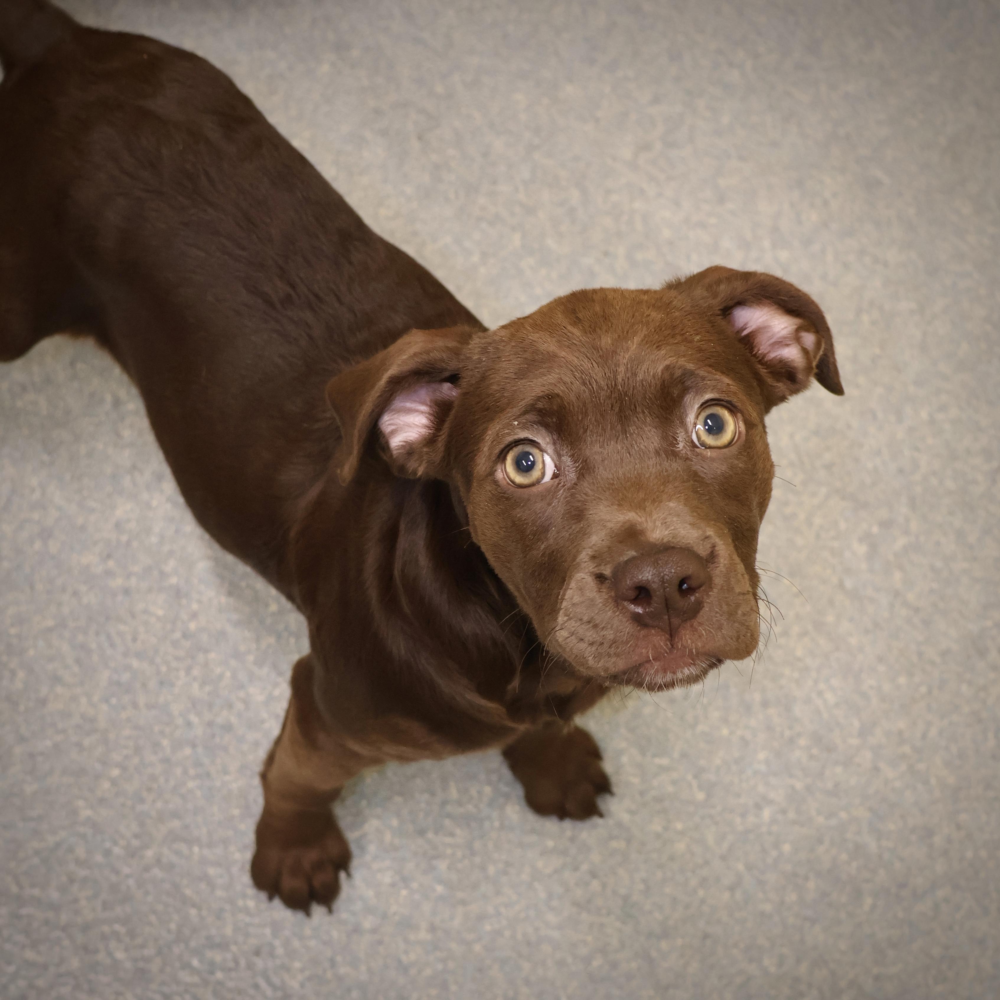 A Buster **available at offsite adoption event on Sunday, 11/23 * please read bio for info *